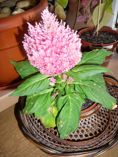 celosia - Florile mele