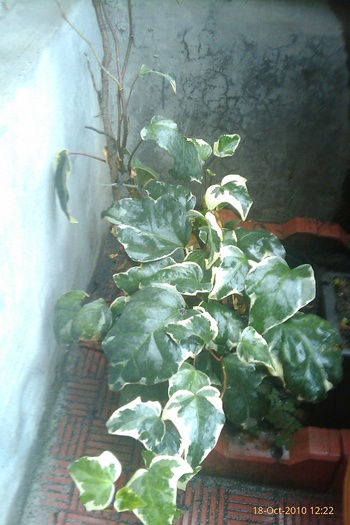 IMAG0549 - hedera canariensis