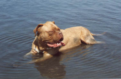 Morris, Dog de Bordeaux; 1999-2008
