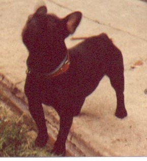 Didier, bulldog francez; 1997-1998 , omorat in urma unui conflict cu Ben
