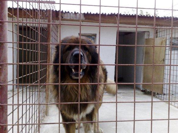 Tatal Raisei, Shark Talgo; Ciobanesc caucazian
