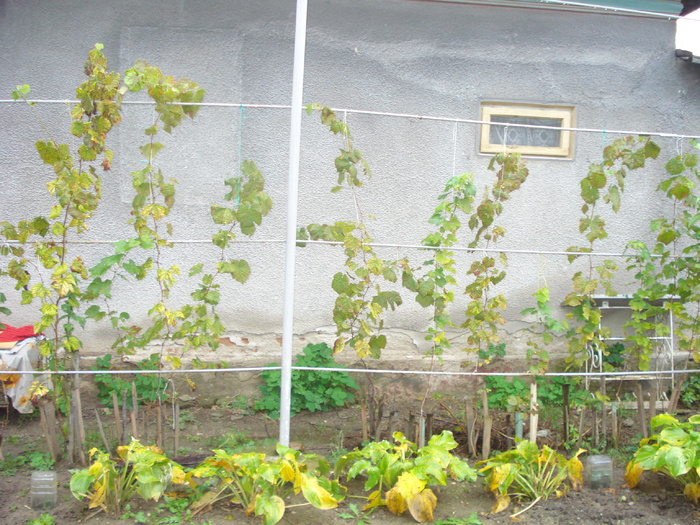 VIA DE LA MARYANNE-MULTUMESC!!!