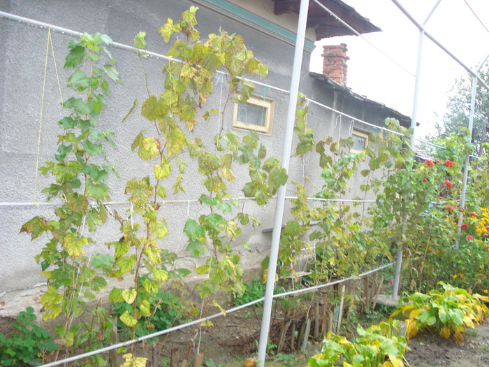 VIA DE LA MARYANNE,A CRESCUT FRUMOS!!