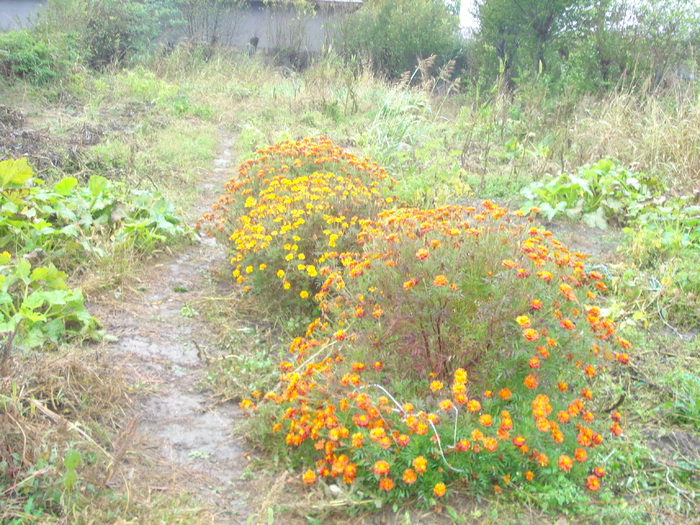 GRADINA DE LEGUME,GOALA!