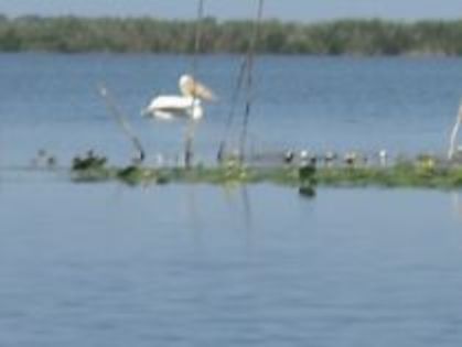 pelican - Vacanta in Delta Dunarii