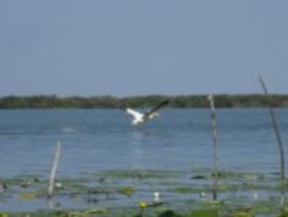 pelican in zbor - Vacanta in Delta Dunarii