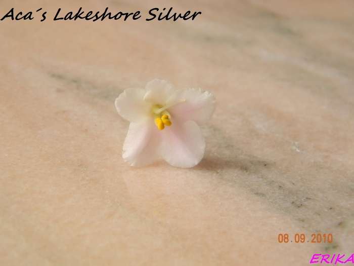 Acas Lakeshore Silver 2010 szept 8 virag - Violete de colectie 2010-2011
