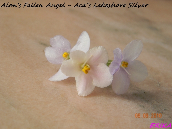 Alans Fallen Angel - Acas Lakeshore Silver - Violete de colectie 2010-2011