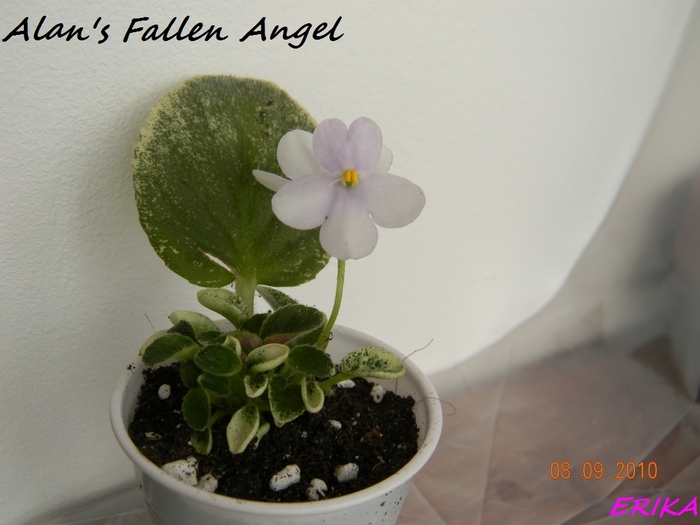 Alans Fallen Angel 2010 szept 8 - Violete de colectie 2010-2011