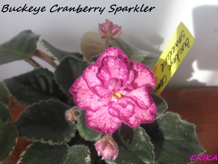 Buckeye Cranberry Sparkler 2010 febr 19 - Violete de colectie 2010-2011