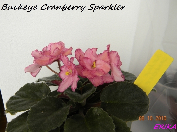 Buckeye Cranberry Sparkler 2010 okt 8 - Violete de colectie 2010-2011