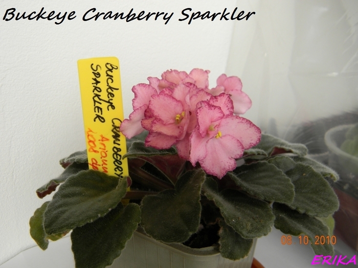 Buckeye Cranberry Sparkler 2010 okt 8 - Violete de colectie 2010-2011