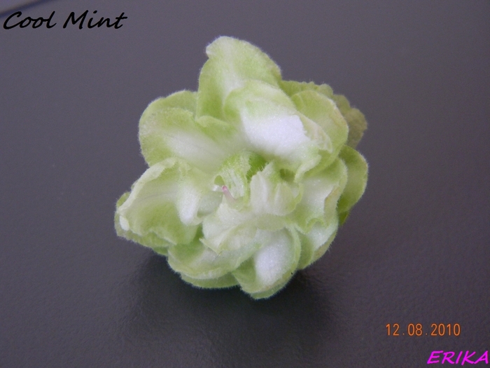 Cool Mint virag - Violete de colectie 2010-2011