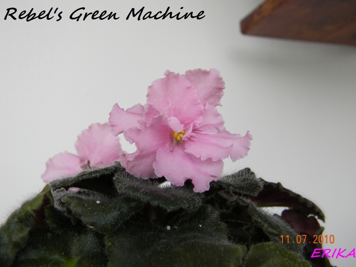 Rebel's Green Machine 2010 jul 11 - Violete de colectie 2010-2011