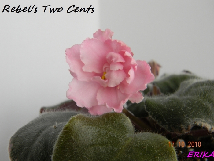 Rebel's Two Cents 2010 okt 17