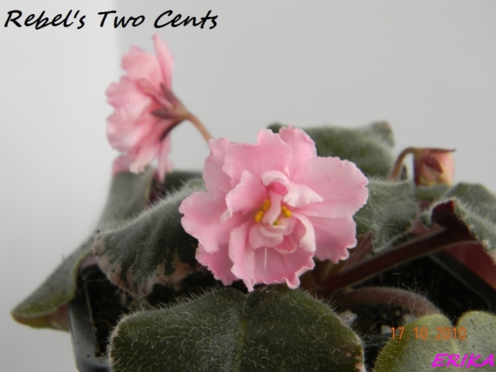 Rebel\'s Two Cents 2010 okt 17\'