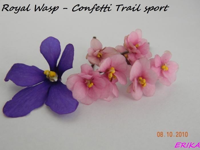 Royal Wasp - Confetti Trail sport - Violete de colectie 2010-2011