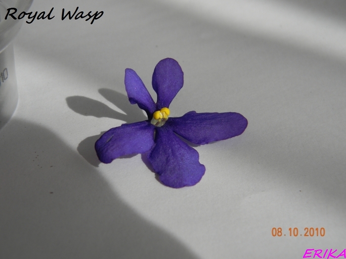 Royal Wasp 2010 okt 8 virag - Violete de colectie 2010-2011