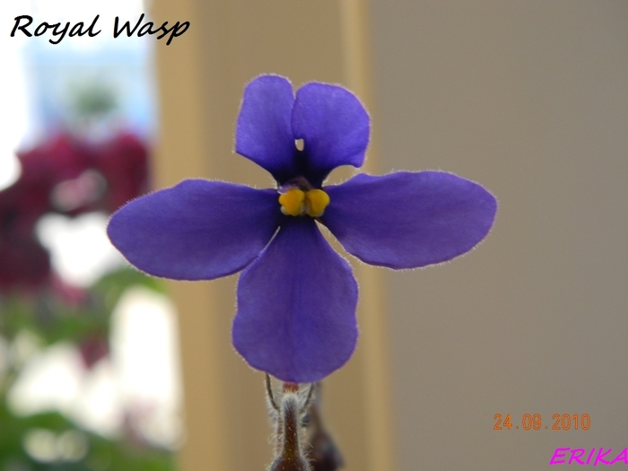 Royal Wasp 2010 szept 24