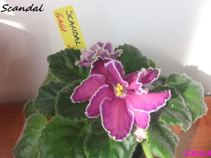 Scandal 2010 febr 19