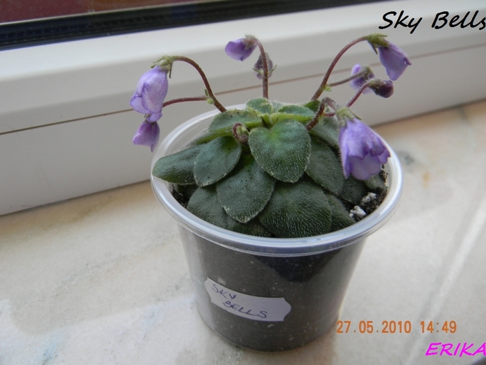 Sky Bells 2010 maj 27