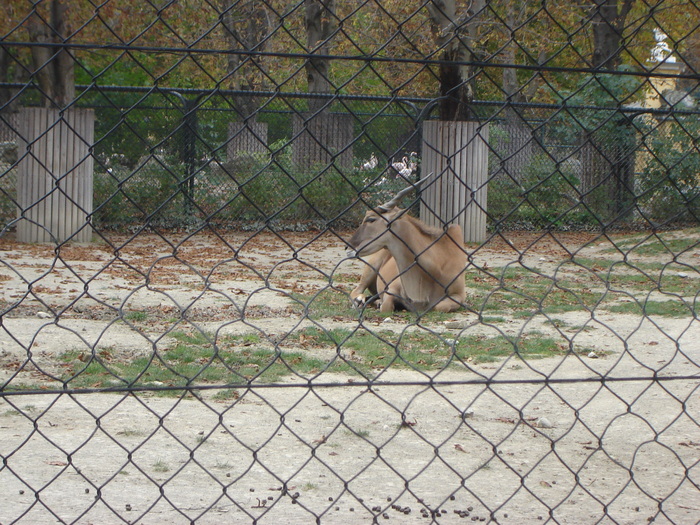 DSC07325 - gradina zoologica din VIENA