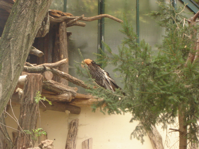 DSC07338 - gradina zoologica din VIENA