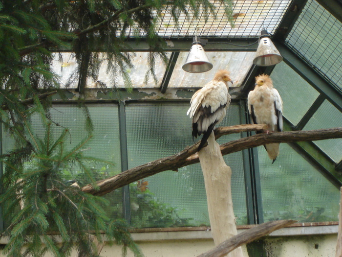 DSC07340 - gradina zoologica din VIENA