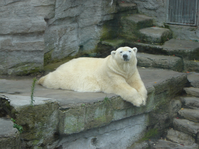 DSC07341 - gradina zoologica din VIENA