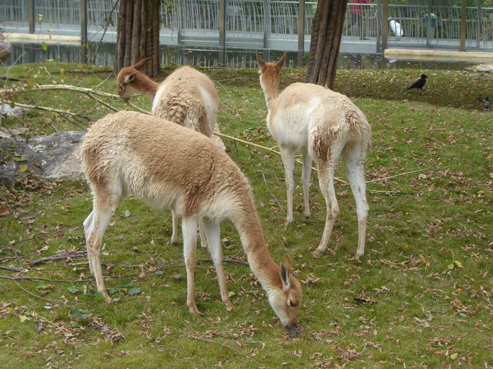 DSC07344 - gradina zoologica din VIENA