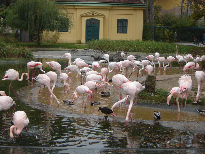 DSC07345 - gradina zoologica din VIENA