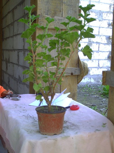 PICT0019 - plante 2010