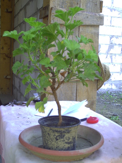 PICT0022 - plante 2010
