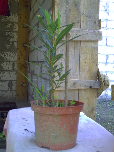 PICT0008 - plante 2010