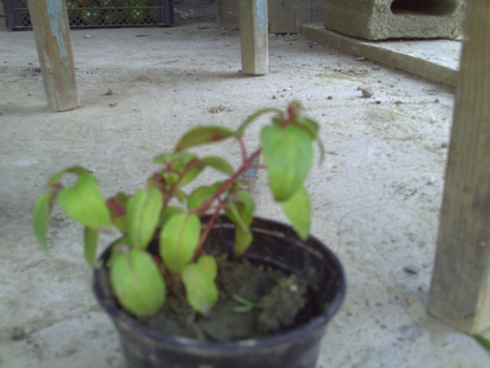 PICT0041 - plante 2010