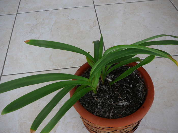 agapanthus 002 - Florile mele