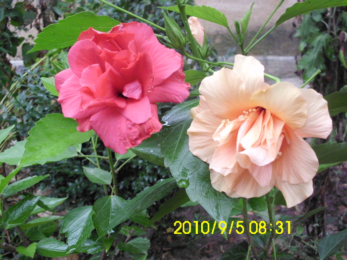 IMG_0001 - hibiscusi 2010