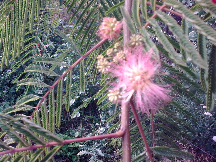 flori albitzia - arbusti infloriti