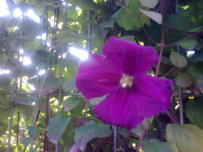 clematita