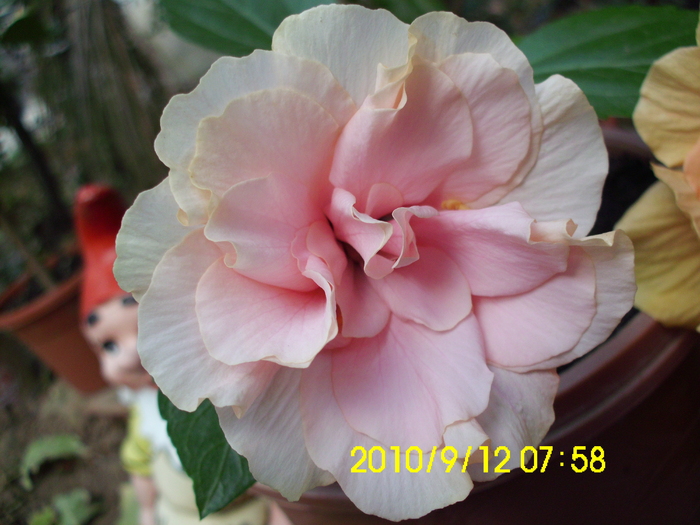 IMG_0031 - hibiscusi 2010
