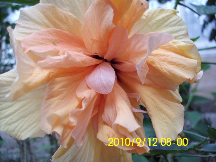 IMG_0035 - hibiscusi 2010