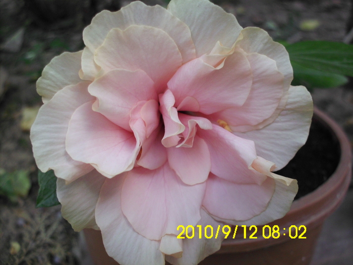 roz - hibiscusi 2010