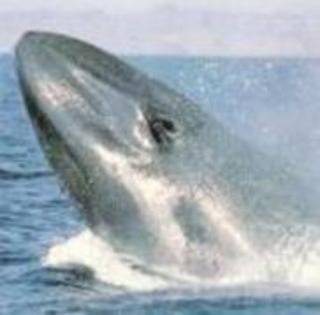 balena albastra - ALEGE 17