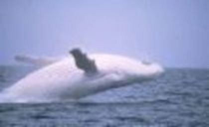 balena alba - ALEGE 17