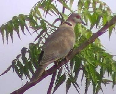 africancollareddove