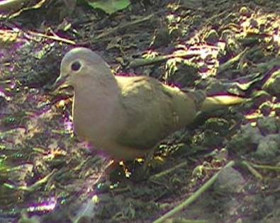 blackbillwooddove
