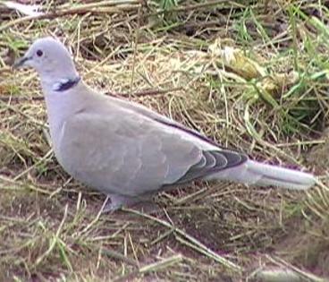 collareddove