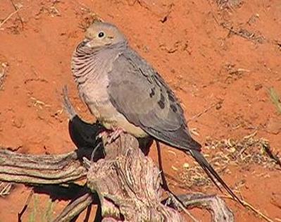 mourningdove - Minuni ale lui Dumnezeu