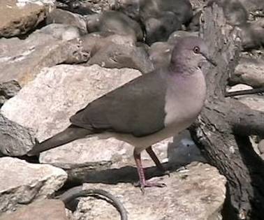 whitetippeddove
