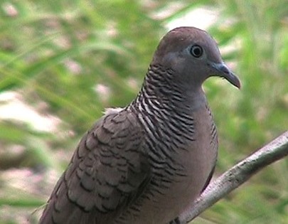 zebradove